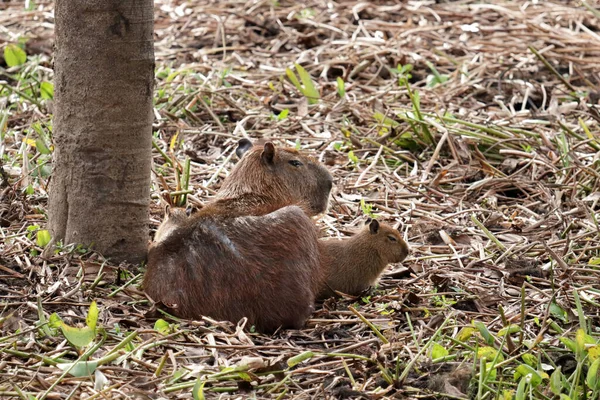 Capybara Familjen Den Brasilianska Pantanal Den Största Gnagaren Världen — Stockfoto