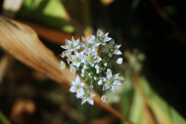 Een Close Shot Van Bloeiende Allium Ramosum Bloemen — Stockfoto