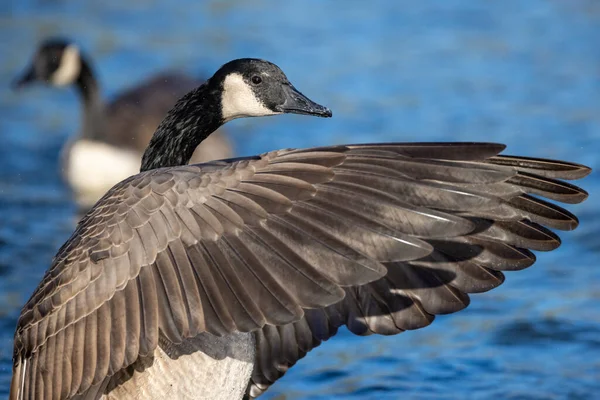 Selective Focus Wading Canadian Goose Water Surface — Stockfoto