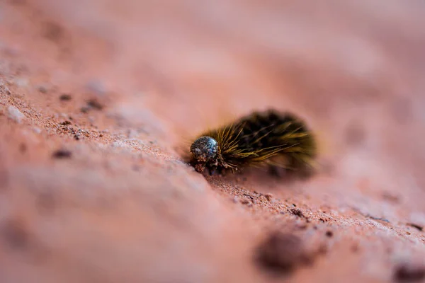 Een Close Van Een Rups Het Zand — Stockfoto