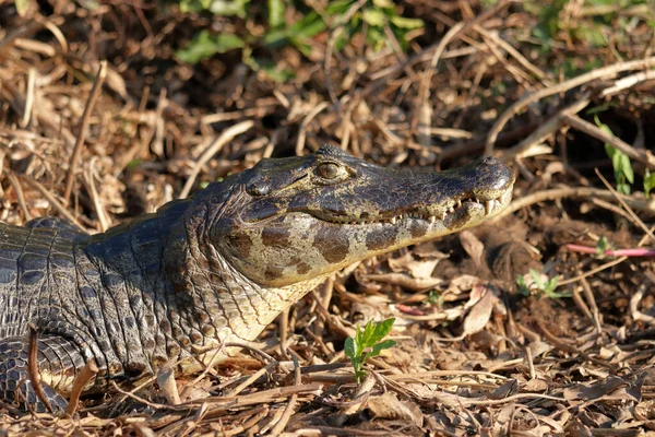 Brazil Pantanal Aligátorának Vagy Kajmánjának Vezetője — Stock Fotó