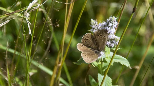 Closeup Shot Aphantopus Hyperantus Butterfly Flower Garden Green Background — Stock Photo, Image