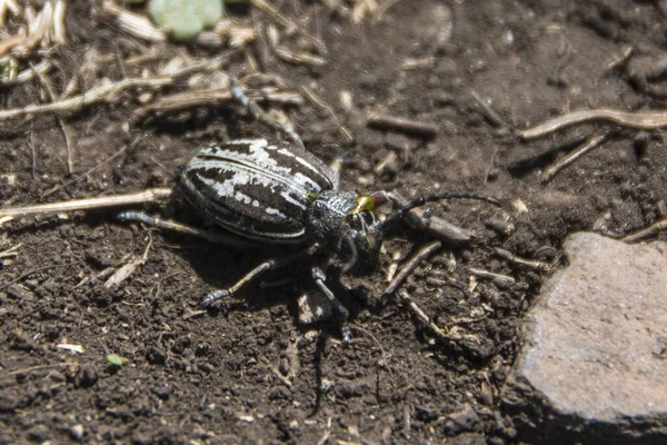 Dorcadion Equestre Οικογένεια Cerambycidae Suva Planina Στη Σερβία — Φωτογραφία Αρχείου