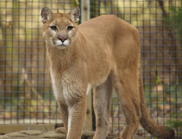 Beautiful North American Cougar Walking Zoo Habitat — Stock Photo, Image