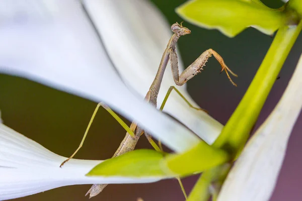 Macro Shot Mantis Stem White Flower — 图库照片