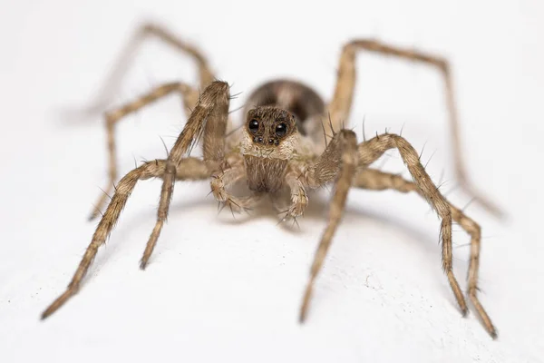 Een Macro Shot Van Een Spin Geïsoleerd Een Wit Oppervlak — Stockfoto