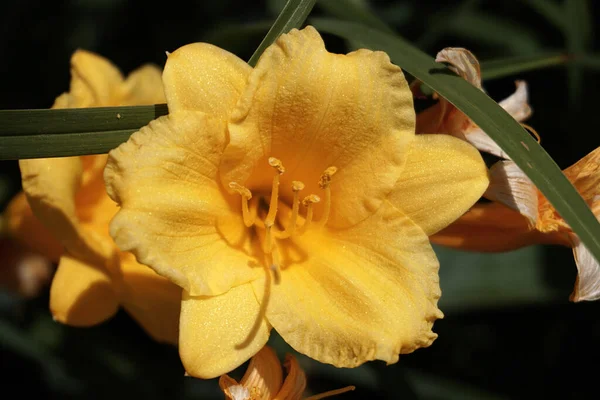 Zbliżenie Ujęcie Kwitnącego Żółtego Kwiatu Lilii Dziennej — Zdjęcie stockowe