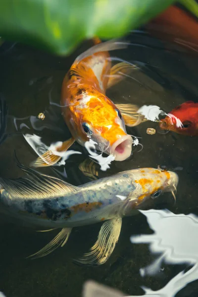 Eine Vertikale Nahaufnahme Der Bunten Koi Fische Teich — Stockfoto
