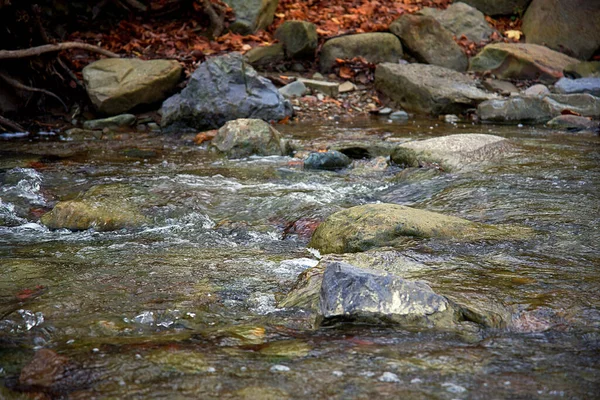 森林里岩石溪流的特写镜头 — 图库照片