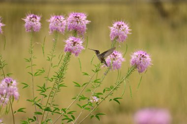 A closeup of a hummingbird flying over cleome serrulata flowers in a field clipart
