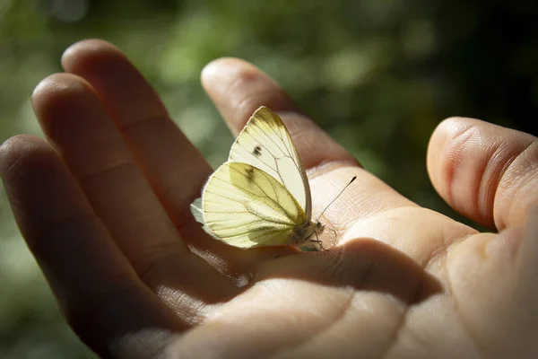 Une Personne Tenant Papillon Jaune Tara Serbie — Photo