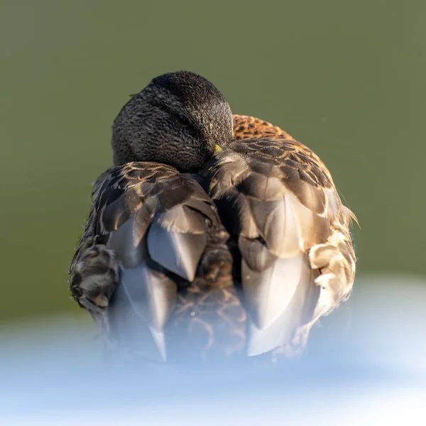 一只荷兰母鸭的特写镜头 — 图库照片