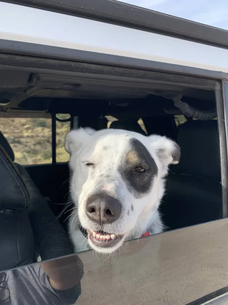 Araba Camından Dışarı Bakan Sevimli Beyaz Köpeğin Dikey Yakın Çekimi — Stok fotoğraf