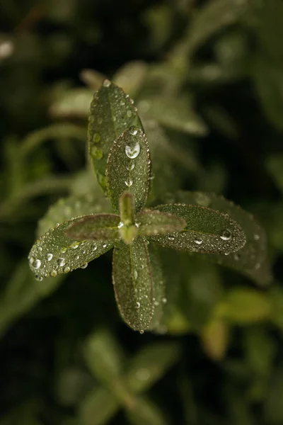 Eine Selektive Fokusaufnahme Eines Grünen Blattes Mit Wassertropfen — Stockfoto