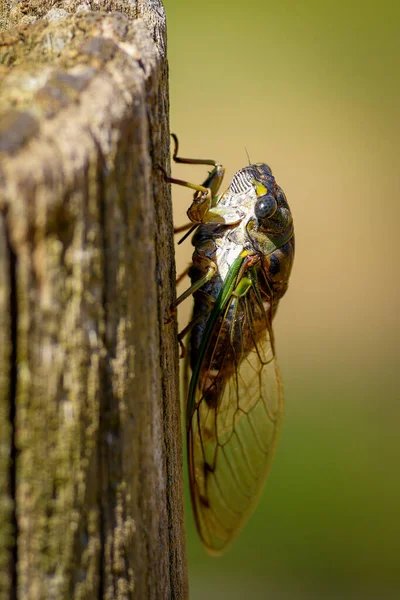 Macro Shot Shallow Focus Dog Day Cicada Insect Climbing Tree — Fotografia de Stock