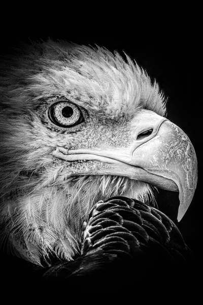 Cliché Niveaux Gris Visage Aigle Isolé Sur Fond Sombre — Photo