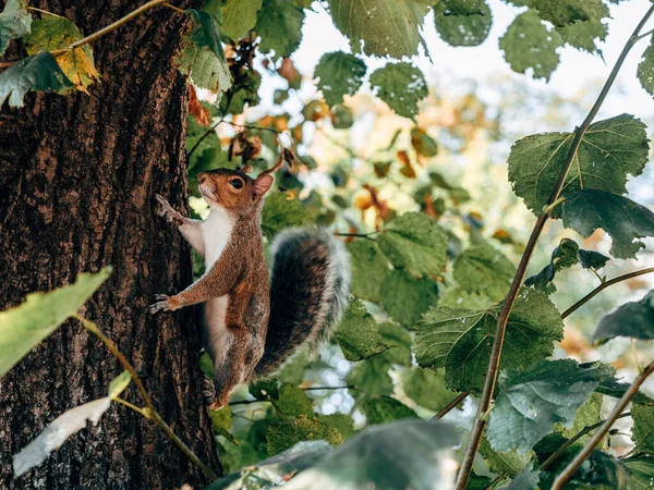 Closeup Shot Squirrel Tree Trunk — Fotografia de Stock