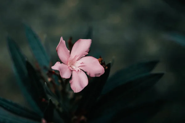 Крупним Планом Знімок Красивої Рожевої Квітки — стокове фото