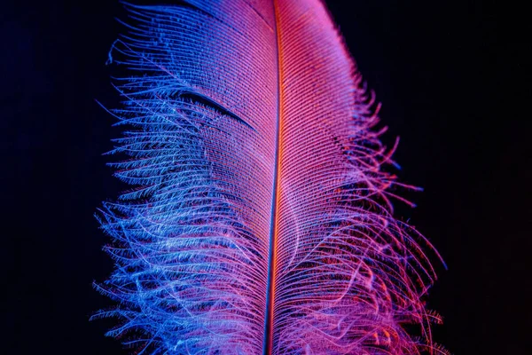 Closeup Beautiful Bird Feather Decorative Aims Black Background — Fotografia de Stock