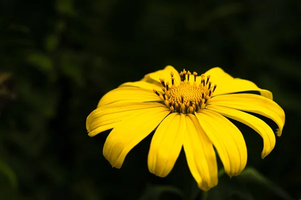 Primer Plano Una Flor Amarilla Susan — Foto de Stock
