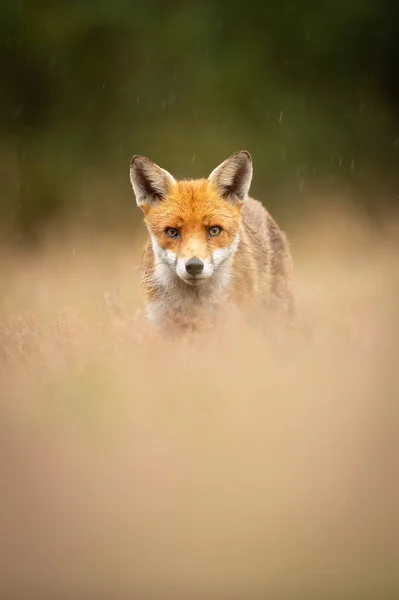 Orange Fox Meadow Blurred Background — Stock Photo, Image