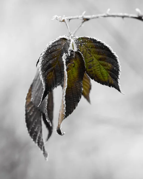 Closeup Shallow Focus Twig Green Leaves Covered Ice Snow — Fotografia de Stock