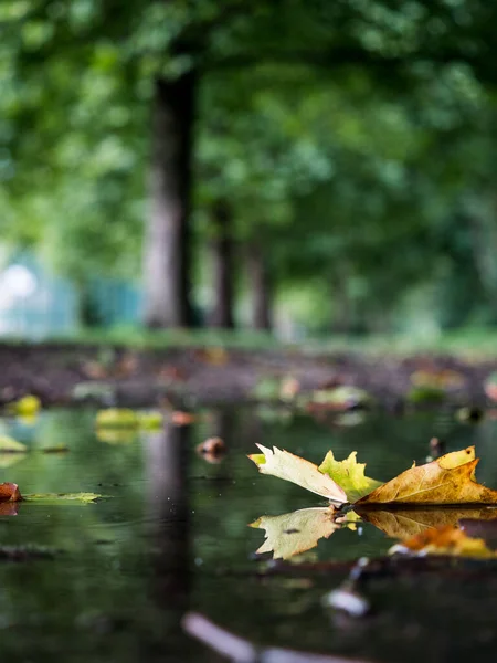 Vertikální Záběr Podzimního Listí Dešti — Stock fotografie