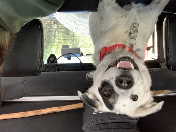 Primer Plano Del Lindo Cachorro Blanco Coche Revés —  Fotos de Stock