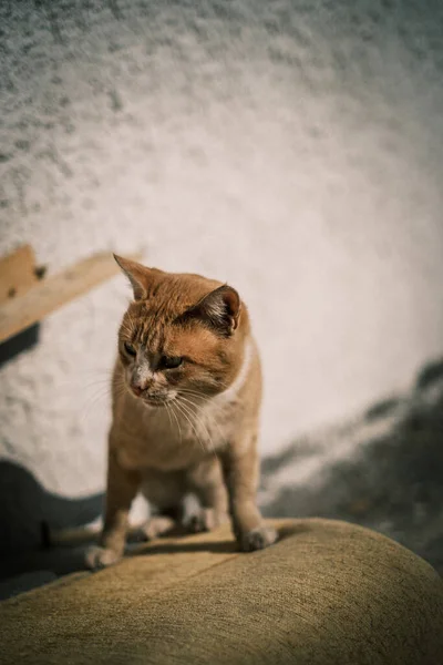 かわいい生姜色の猫の垂直ショット — ストック写真