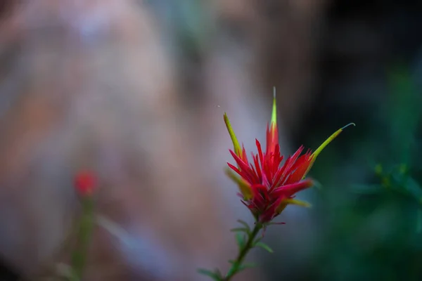 Ένα Κοντινό Πλάνο Ενός Όμορφου Ινδικού Λουλουδιού Πινέλου Έναν Κήπο — Φωτογραφία Αρχείου