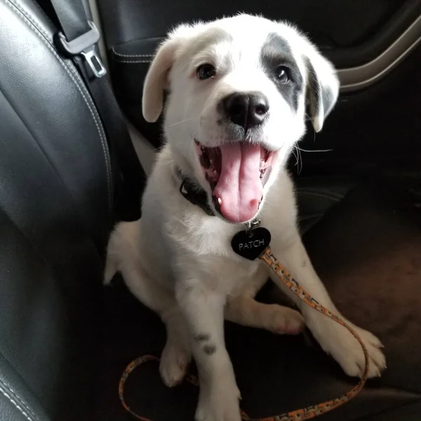 車の中でかわいい白い子犬の垂直閉鎖 — ストック写真