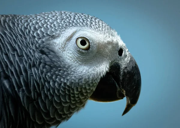 Closeup Head African Grey Parrot Looking Sharp — 图库照片