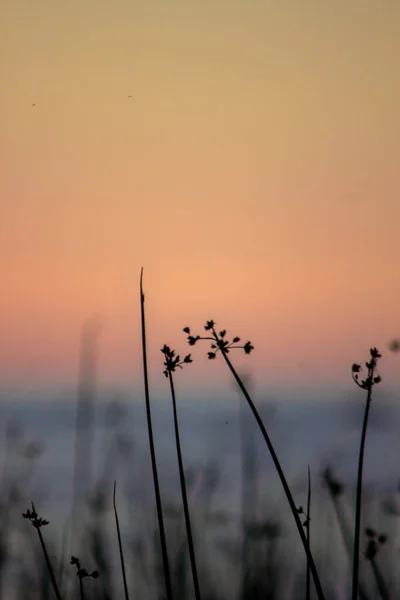 Fotografie Verticală Siluete Plante Țărmul Mării Apusul Soarelui — Fotografie, imagine de stoc