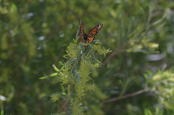 木の上で蝶のクローズアップショット — ストック写真