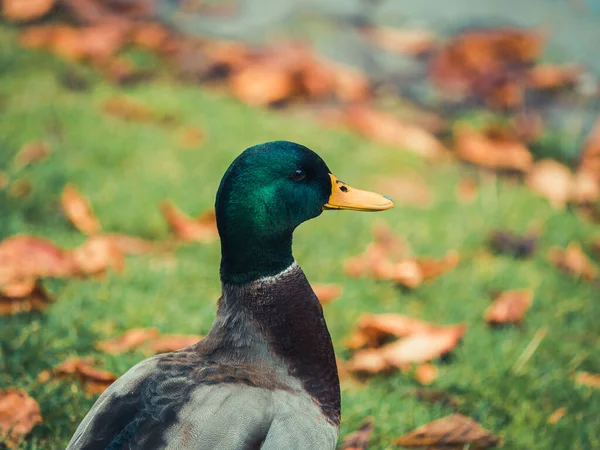 Eine Nahaufnahme Einer Ente Auf Verschwommenem Hintergrund — Stockfoto