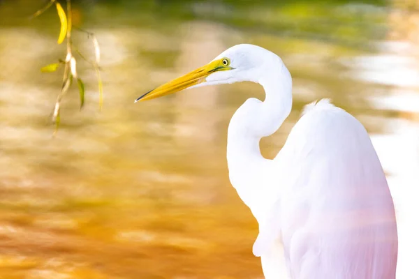 Closeup Shot White Heron Side Calm Lake — Stockfoto