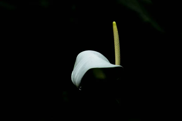 Closeup Shot Bog Arum Black Background — Fotografia de Stock