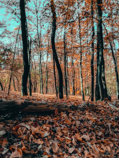 Plano Vertical Del Follaje Otoñal Bosque — Foto de Stock