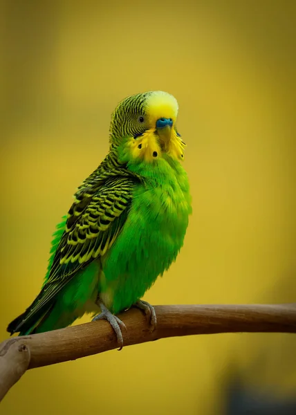 Płytkie Ognisko Zielonego Budgerigar Papuga Ptak Drewnianej Gałęzi Żółtym Rozmytym — Zdjęcie stockowe