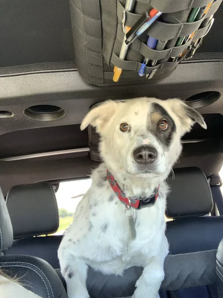 Gros Plan Vertical Chien Blanc Mignon Dans Voiture — Photo