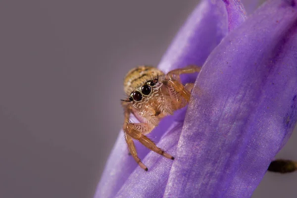 Ein Makro Einer Spinne Auf Einem Violetten Blütenblatt Einer Blume — Stockfoto