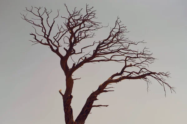 Silhouette Bare Dried Tree — Fotografia de Stock