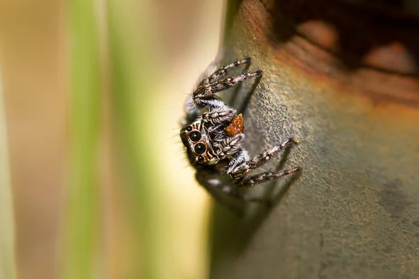 Lurvig Spindel Rostig Yta — Stockfoto