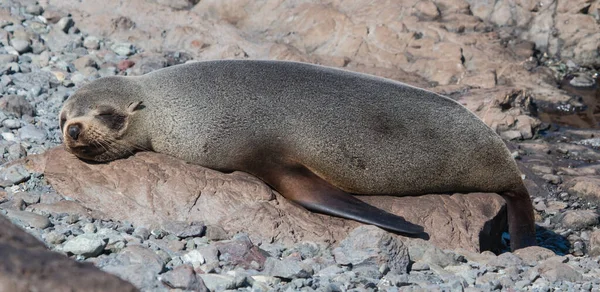 Shot Lazy Seal Taking Nap Rock Sea — Stock Photo, Image