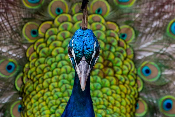Closeup Shot Beautiful Colorful Peacock Showing Its Colors — Stockfoto