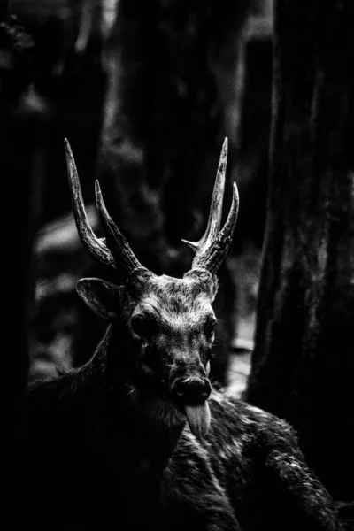 Vertical Greyscale Shot Deer — Fotografia de Stock