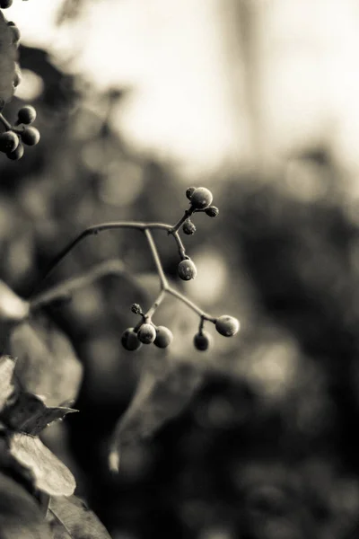 Vertical Shot Flowering Branch Nature — 图库照片