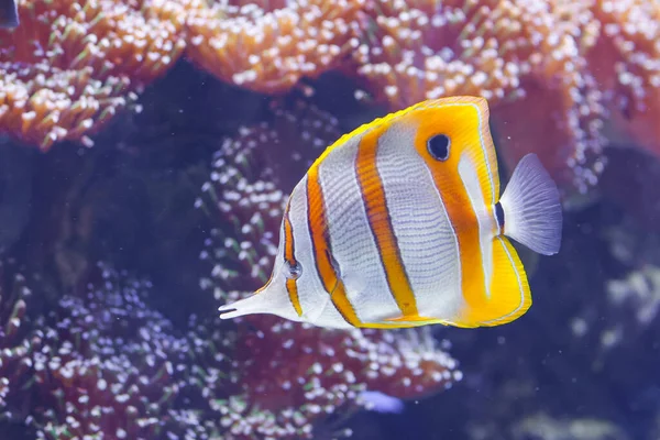 Ein Schöner Blick Auf Einen Kupferband Schmetterlingsfisch Unter Wasser — Stockfoto