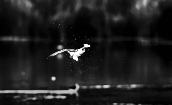 Greyscale Shot Flying Seagull — Stockfoto