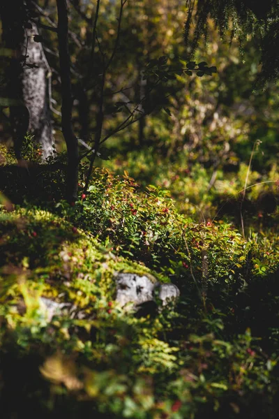 Plano Vertical Naturaleza Verde Del Bosque — Foto de Stock